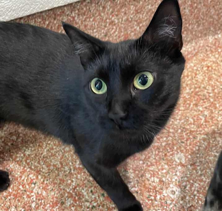 Photo of Cleo
