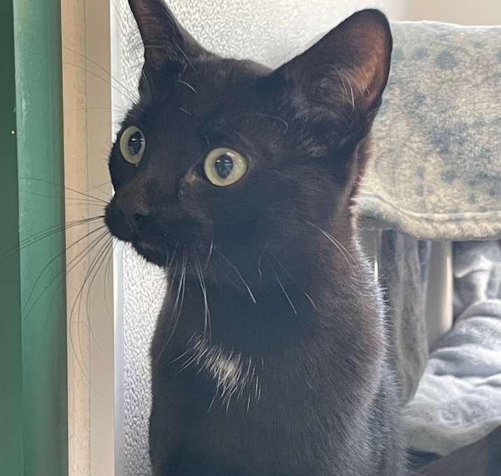 Photo of Yoda