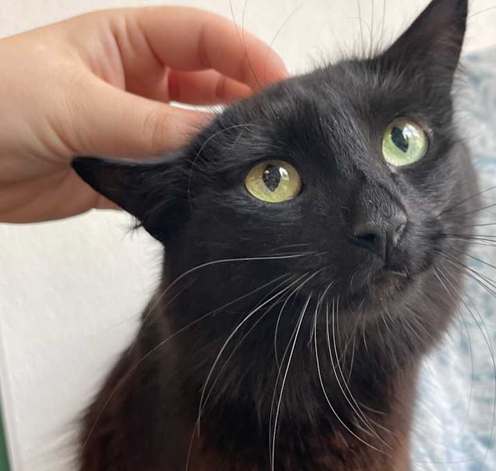 Photo of Pepper