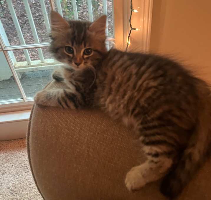 Photo of Socks