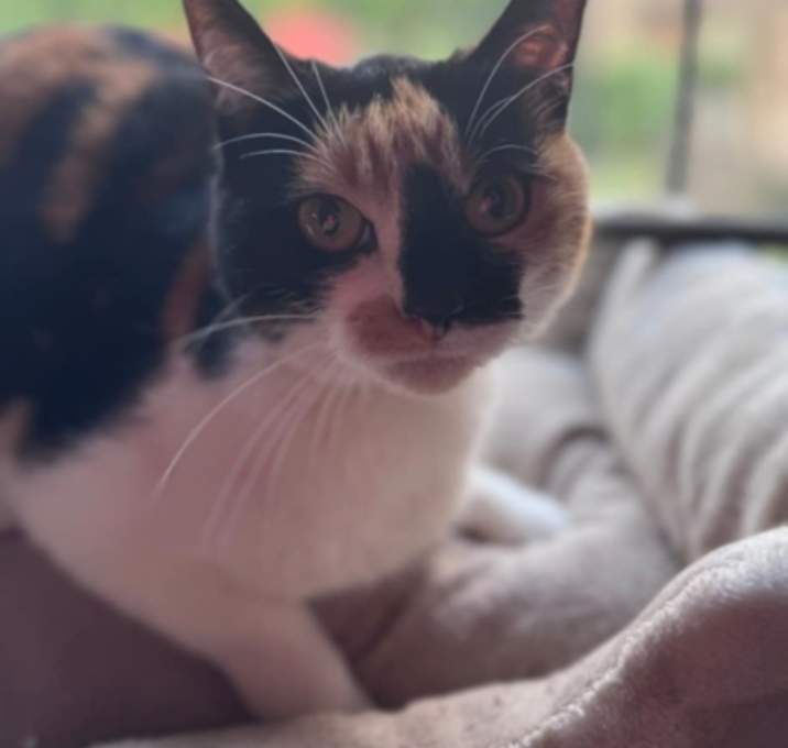 Photo of Gypsy (Holly)