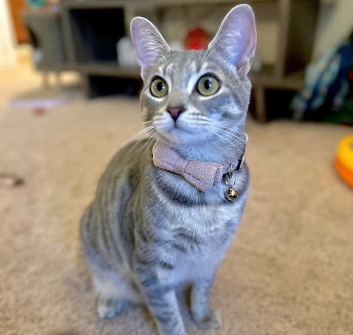 Photo of Willow