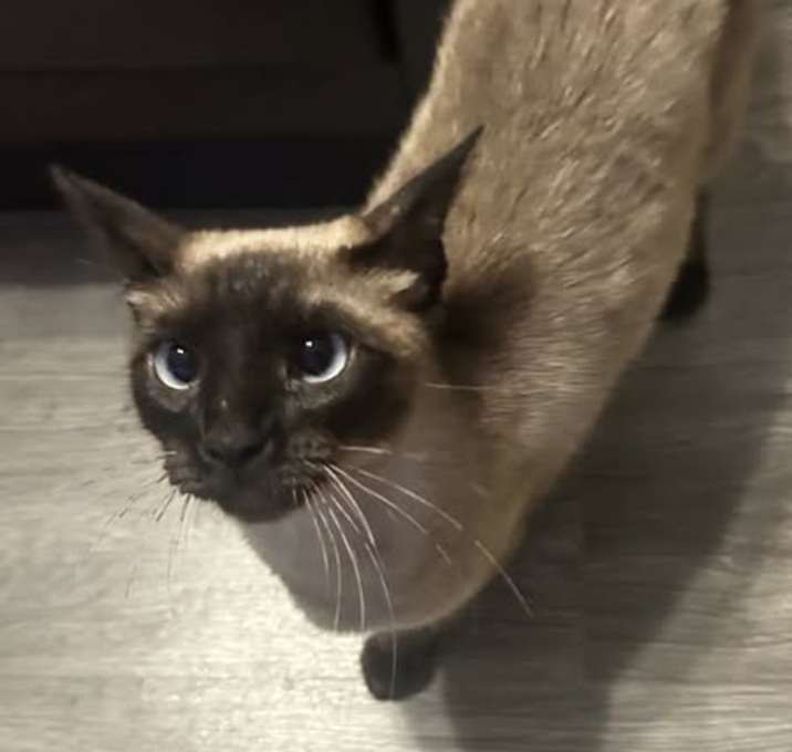Photo of Chai