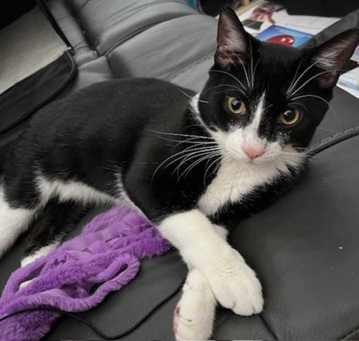 Photo of Newt