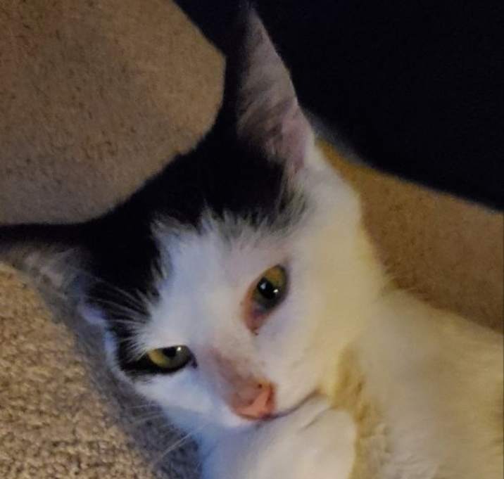 Photo of Moo