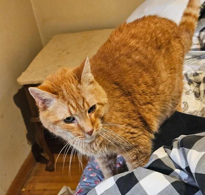 Photo of Opie
