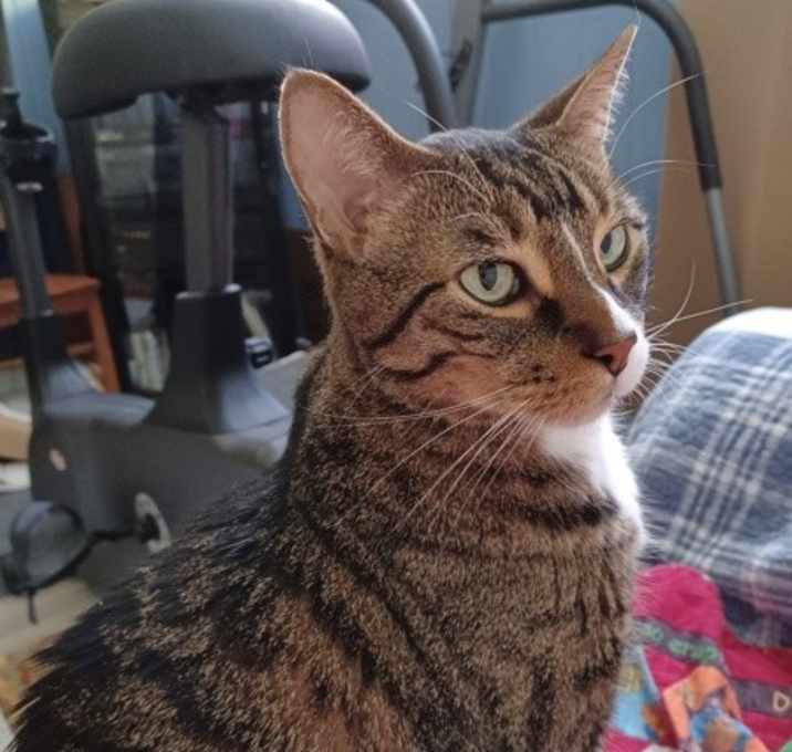 Photo of Pepper