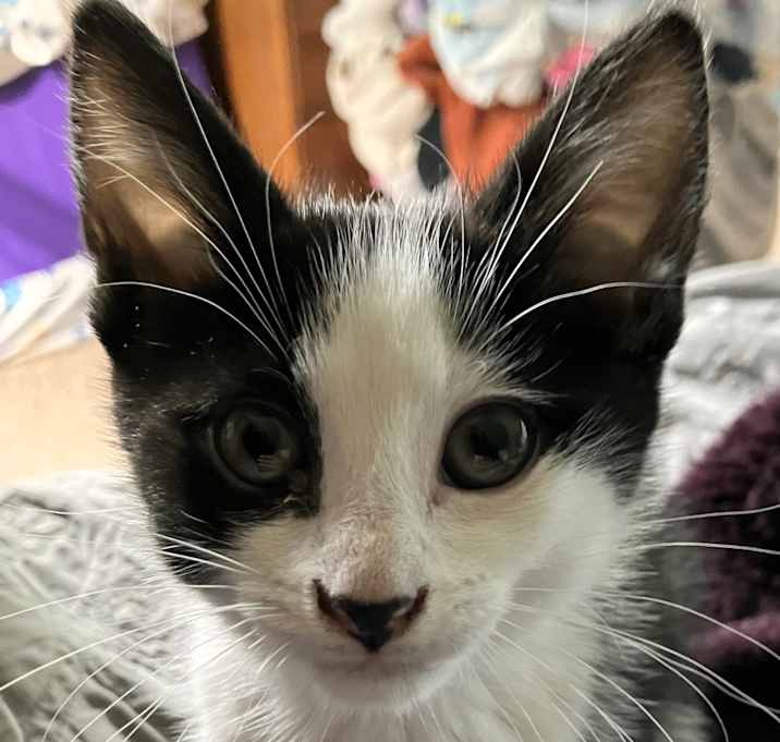 Photo of Paisley