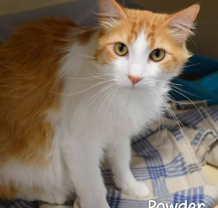 Photo of Powder