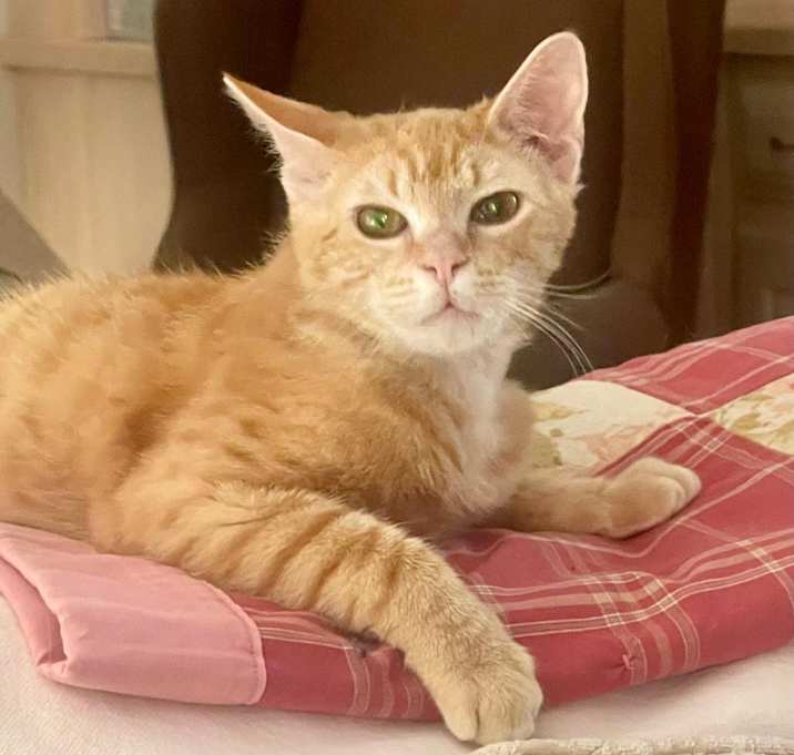Photo of Tigger