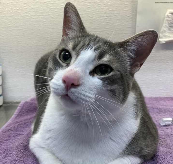 Photo of Milo