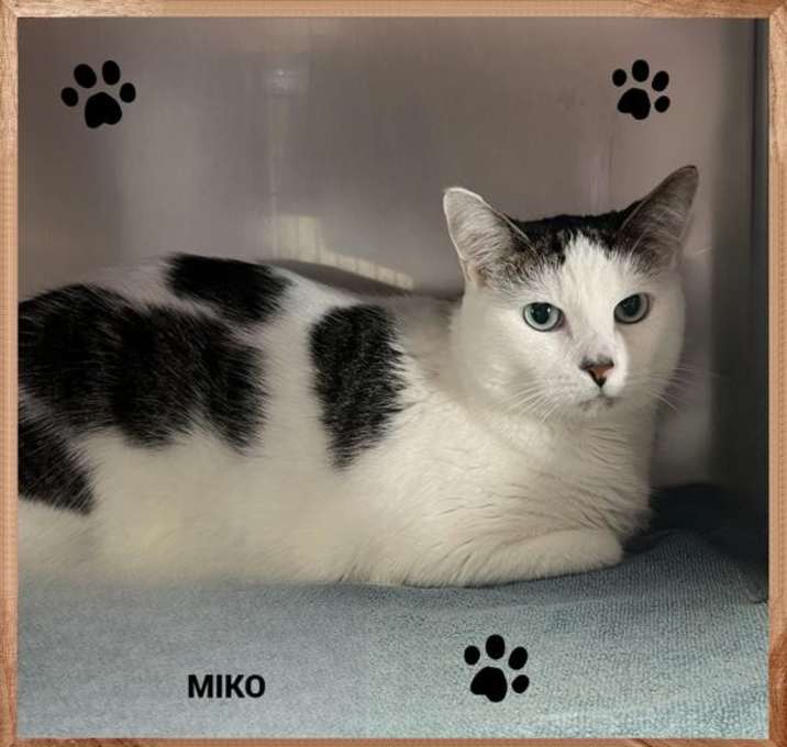 Photo of Miko