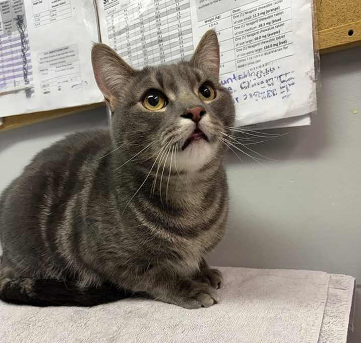 Photo of Hiccup