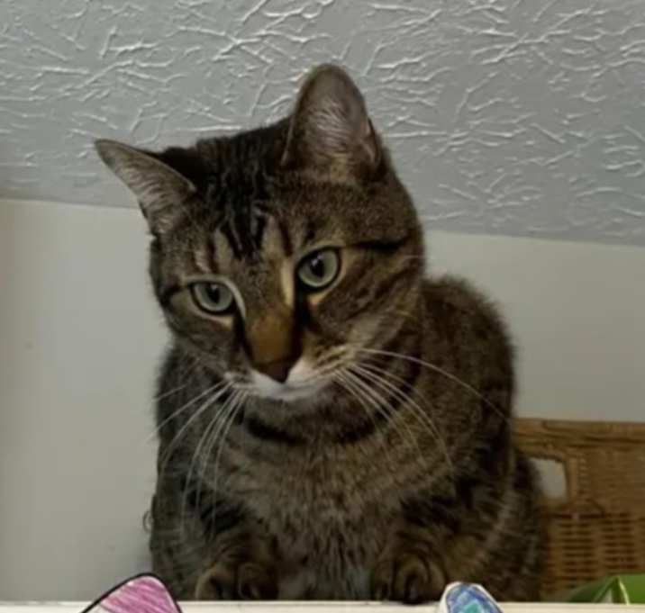 Photo of Beans