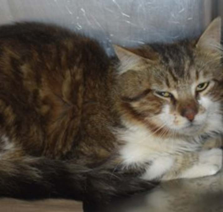 Photo of 89377 Butch
