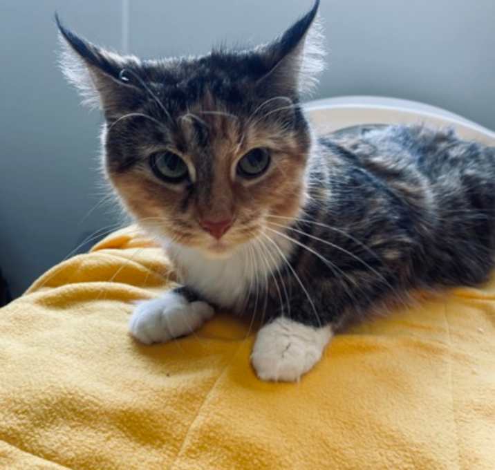 Photo of Chevee
