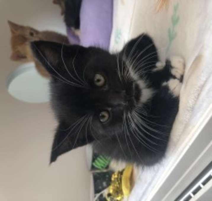 Photo of Poppy