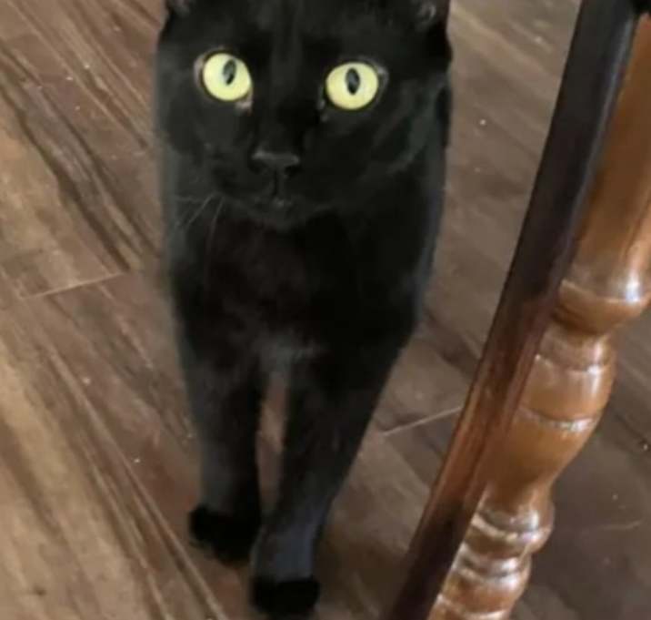Photo of Boogie