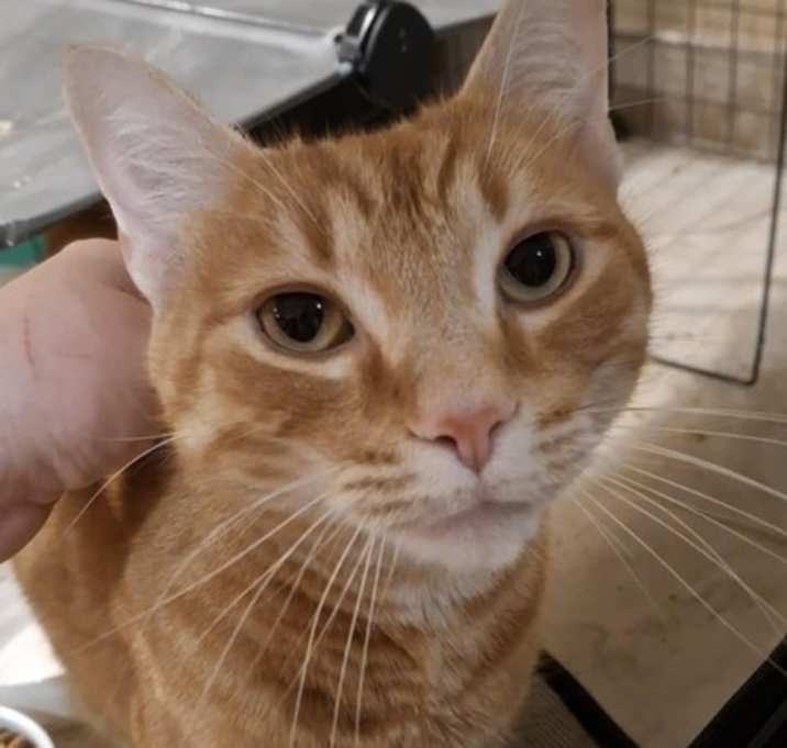 Photo of Tigger (AJ)