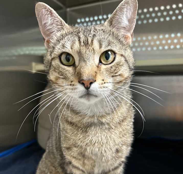 Photo of Dodge