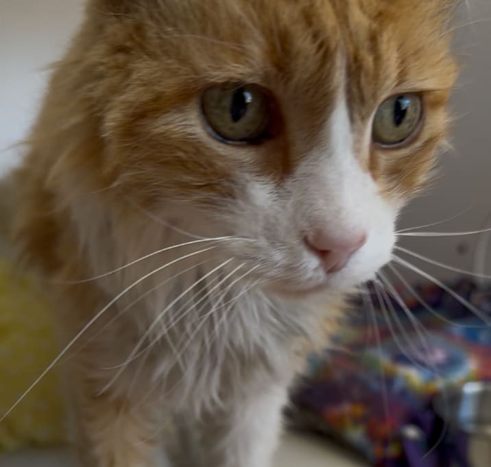 Photo of Gilligan