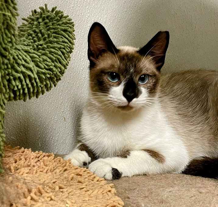 Photo of Sneaky Pete