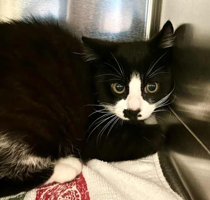 Photo of Skunk