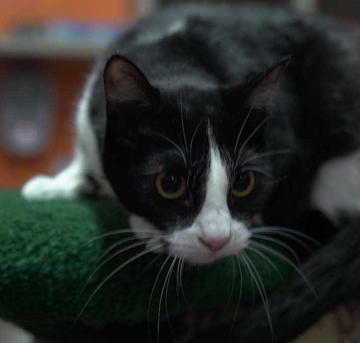Photo of Lily