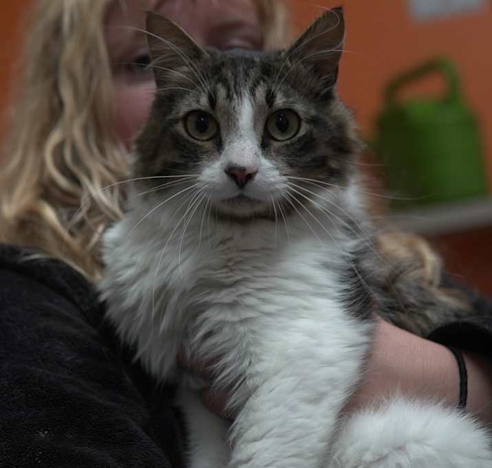 Photo of Wheezer