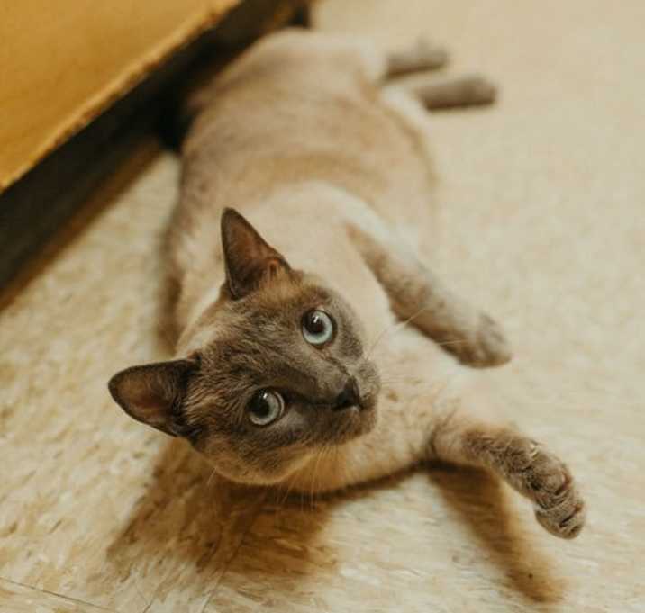 Photo of Beanie