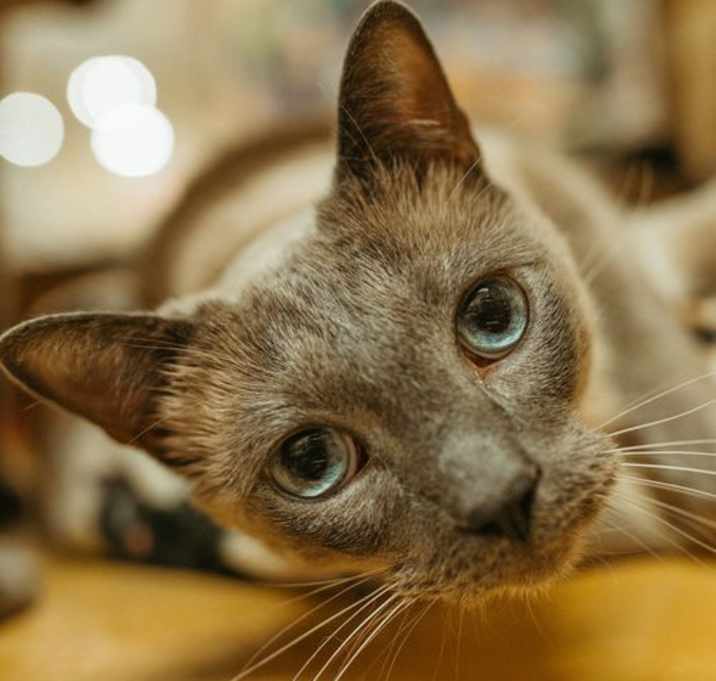 Photo of Stetson