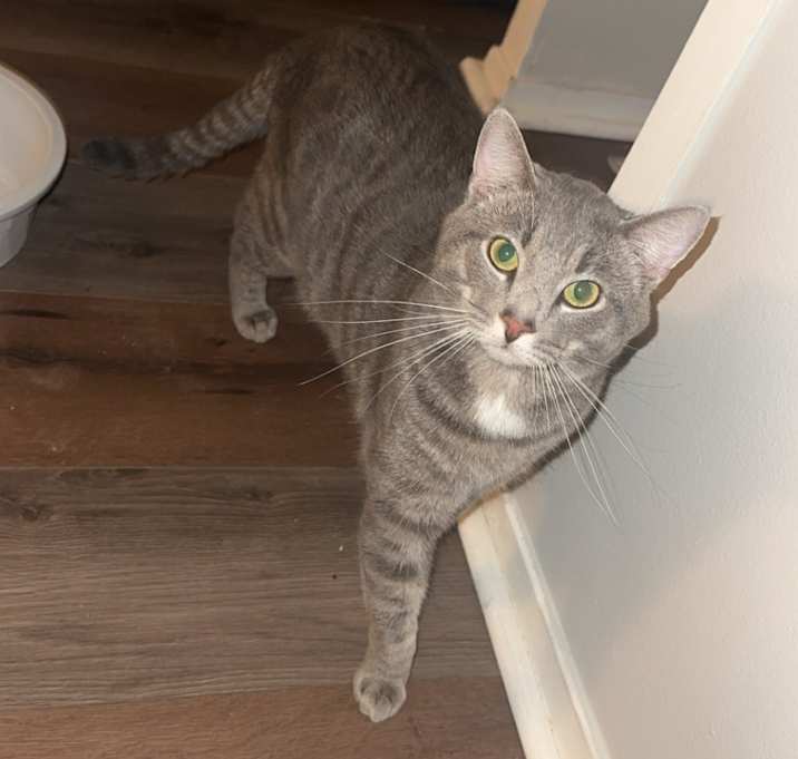 Photo of Noodle Bug