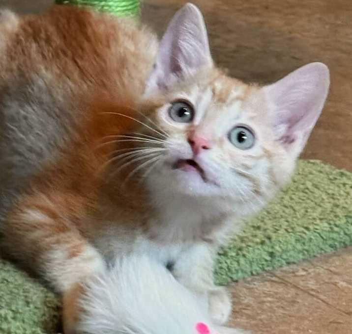 Photo of RAFIKI