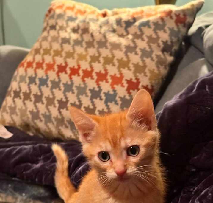 Photo of SIMBA