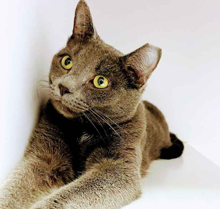 Photo of Snicket