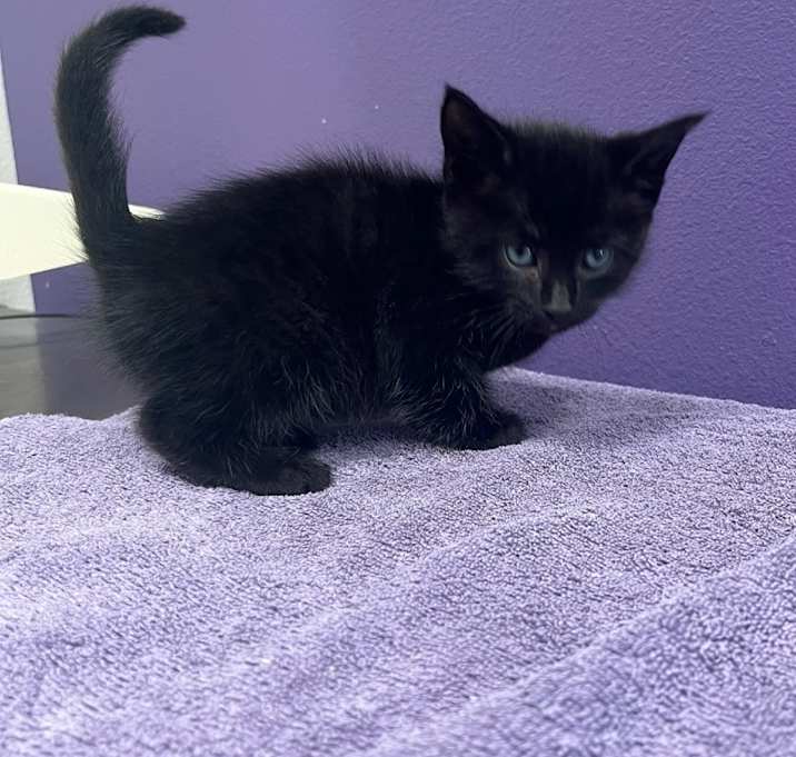 Photo of Emerald