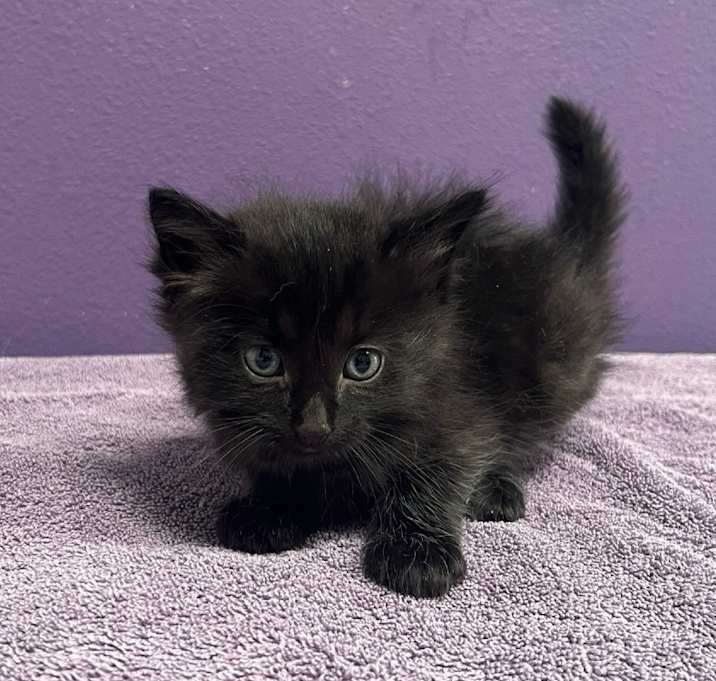 Photo of Obsidian