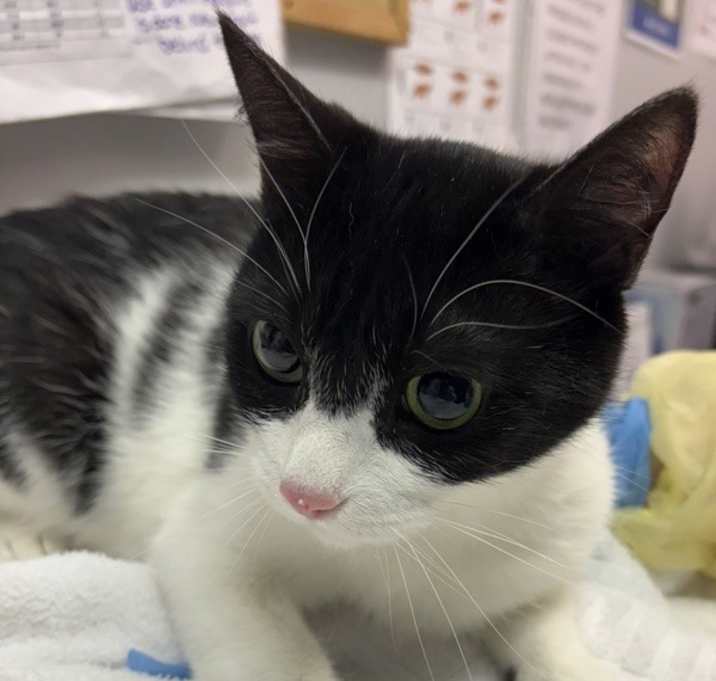 Photo of Delta(petsmart)