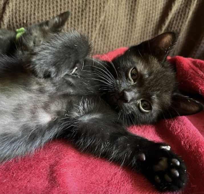 Photo of Pearl