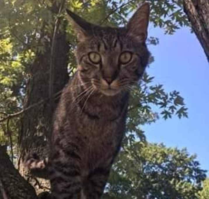 Photo of Loki