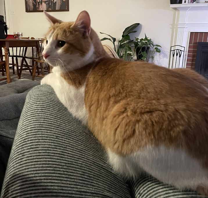 Photo of Buddy