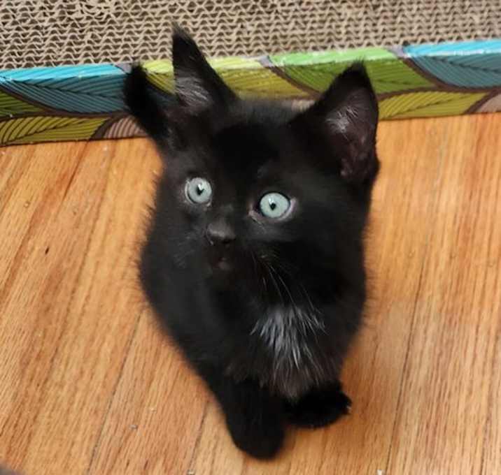 Photo of Bo