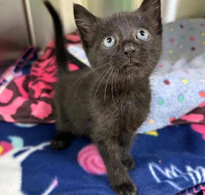 Photo of Onyx