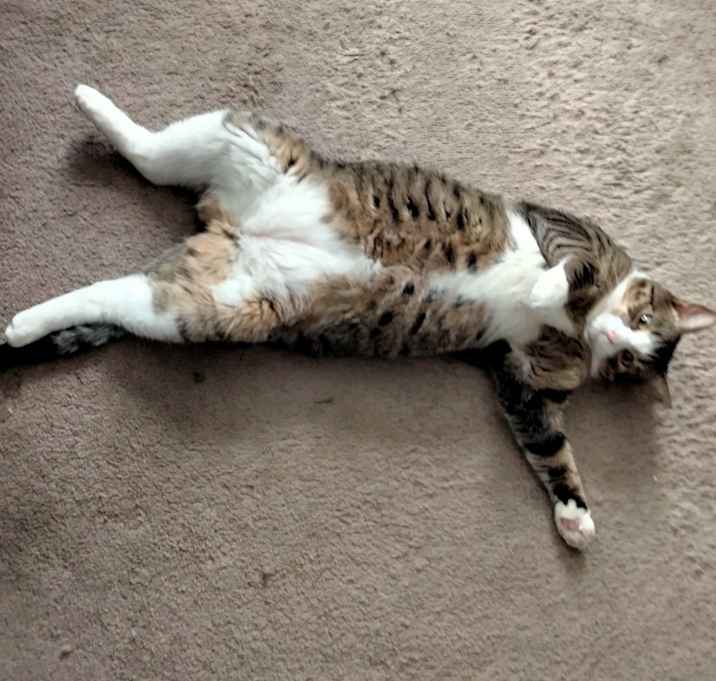 Photo of Kitty