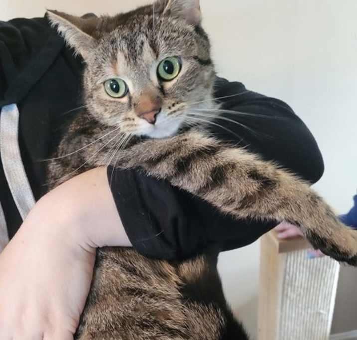 Photo of Nala