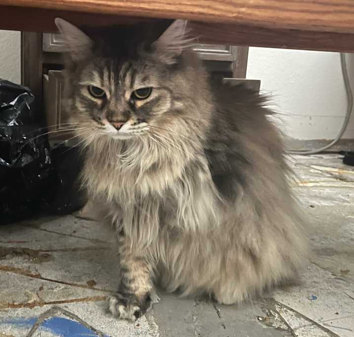 Photo of MIRA