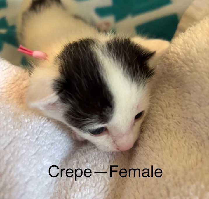 Photo of Crepe