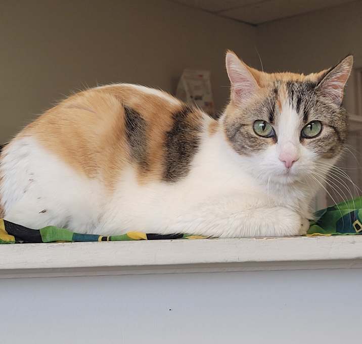 Photo of Callie