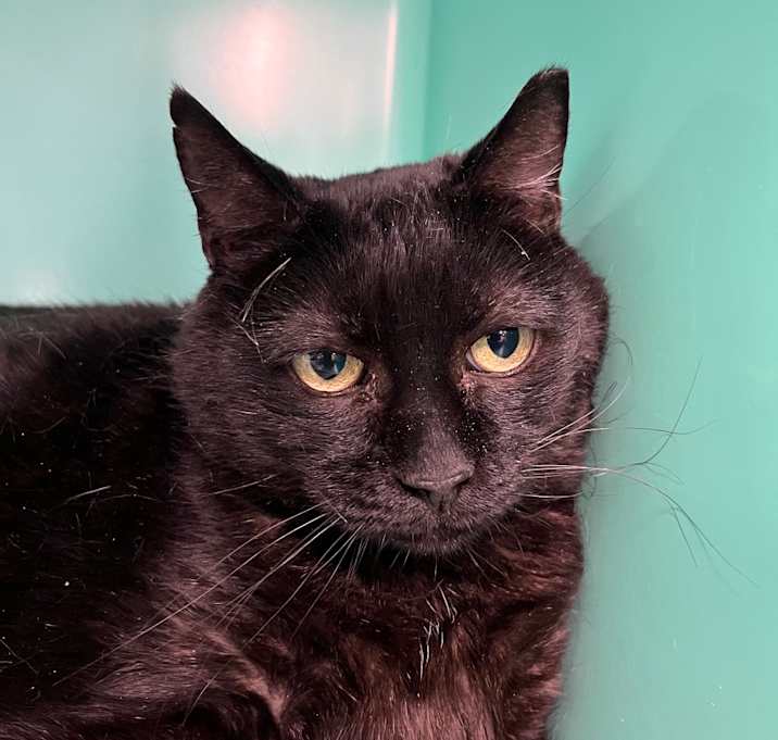 Photo of Miss Kitty