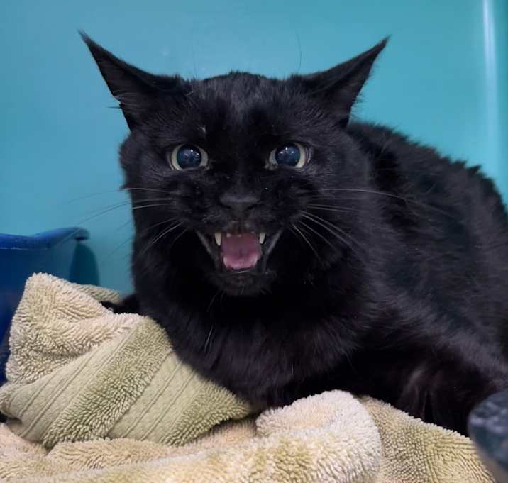 Photo of Mischief